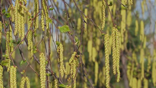 allergen silver weeping birch tree betula pendula flowers catkins seeds - silver birch tree imagens e fotografias de stock