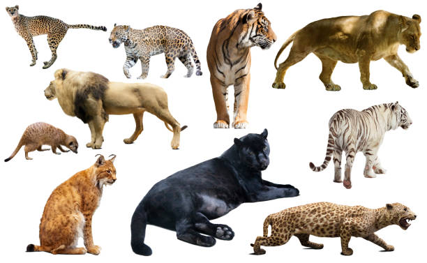 istock Set of African predators isolated over white 1397402203