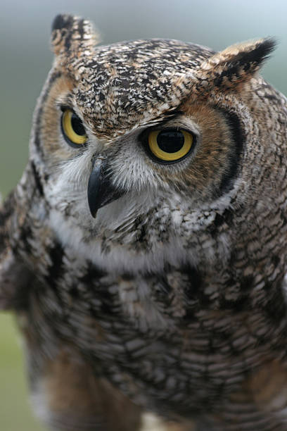 istock Bird of Prey - Owl 139740251
