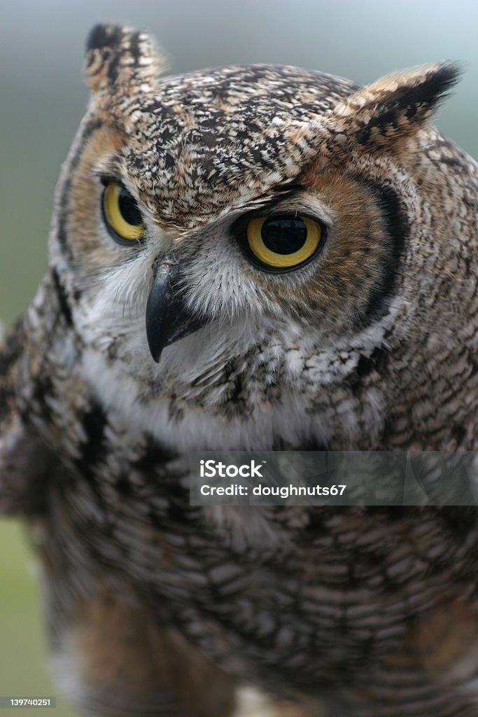 Ave de rapina-Owl - Foto de stock de Amarelo royalty-free