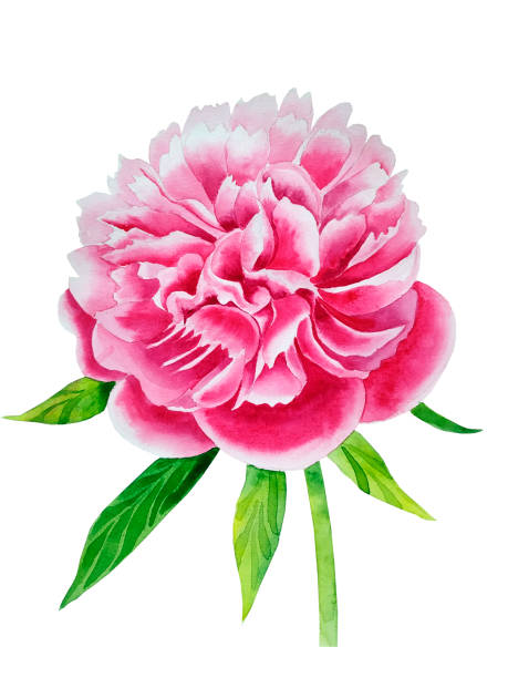 istock Pink peony flower watercolor. Hand drawn botanical illustration. Wall art and postcard. Clothing print and logo 1397403166