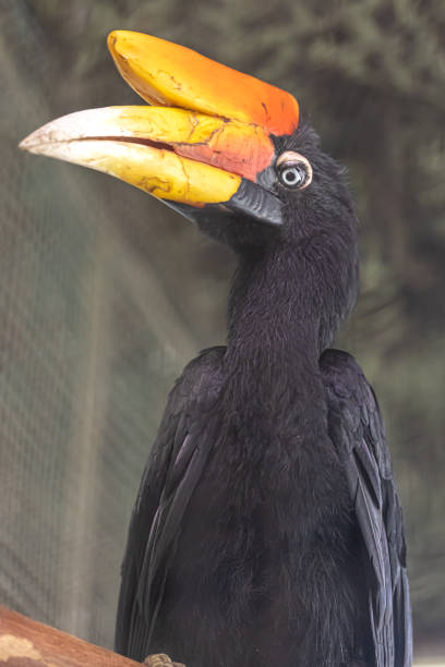 istock Black bird with an unusual beak, Malay Kalao. 1397403260