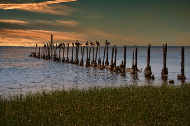 Birds Resting on Pylons on Saint Marks River stock photo