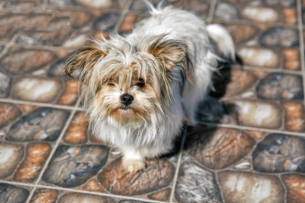 Free Stock Photo of Small Black and White Dog Laying on Tile Floor ...