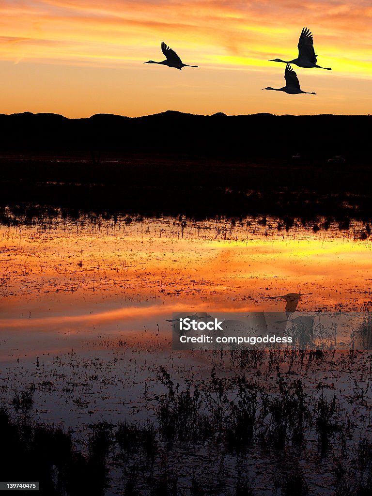 Cranes at Bosque del Apache Flying sandhill cranes are silhouetted against a brilliant sunset. New Mexico Stock Photo