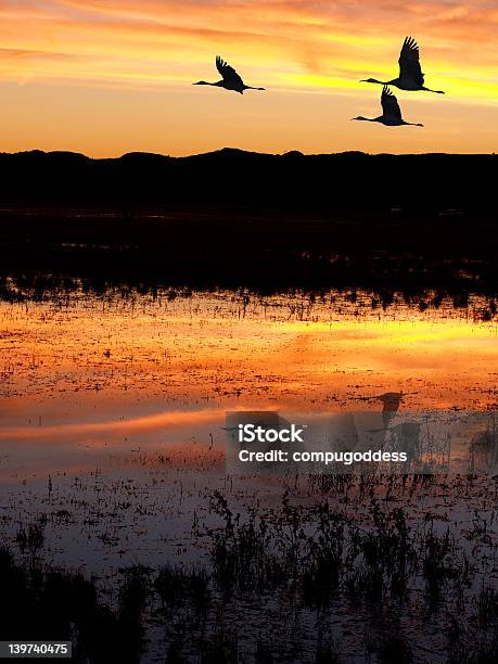 Cranes At Bosque Del Apache Stock Photo - Download Image Now - New Mexico, Sunset, Bird