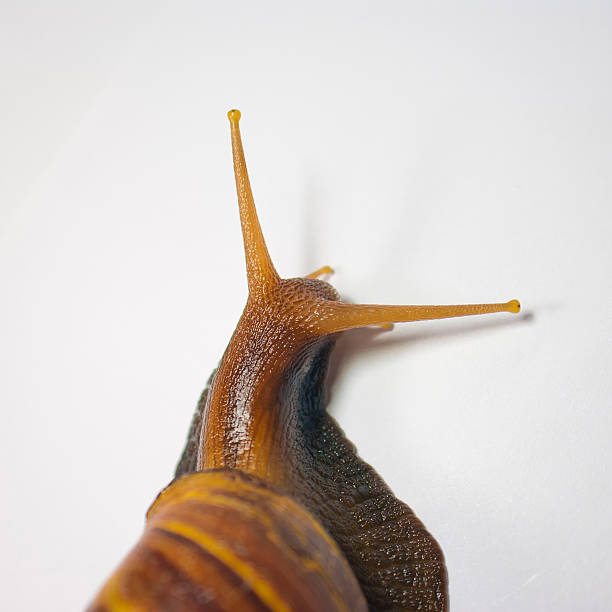 Snail stock photo