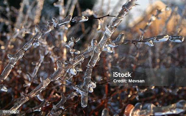 Frosty 트리 0명에 대한 스톡 사진 및 기타 이미지 - 0명, 계절, 나무