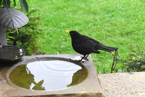 A beautiful male blackbird standing on edge of a birdbath on green grass nature blurred background. Feeding birds in spring season garden in The UK.