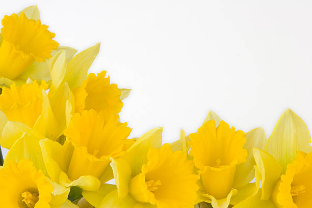 Wordsworth Daffodils Stock Photos, Pictures & Royalty-Free Images - iStock