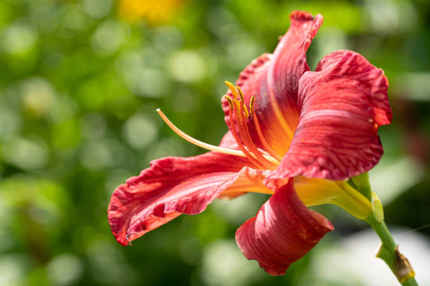 Day lily, Hemerocallis Day lily (Hemerocallis), close up of the flower head hemerocallidoideae stock pictures, royalty-free photos & images