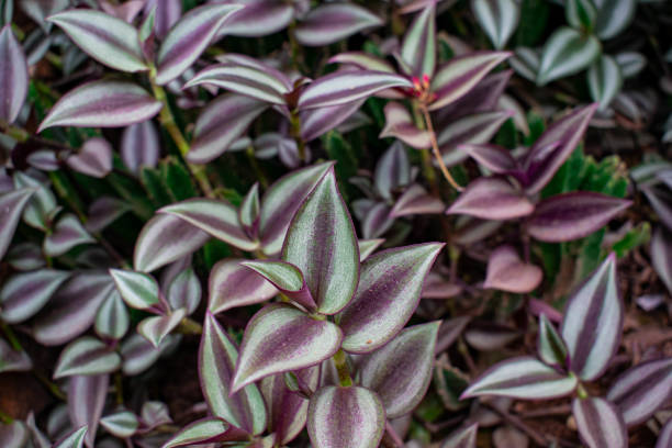 tradescantia zebrina plante avec de beaux tons verts et violets - tradescantia epidermis photos et images de collection