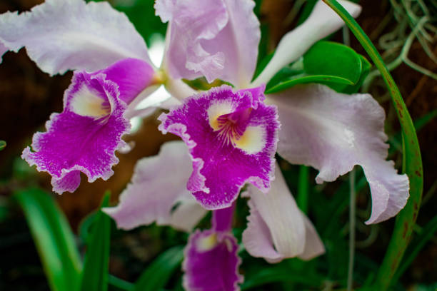 istock purple orchid flowers 1397406932
