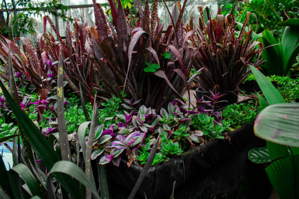 istock tropical greenhouse garden 1397406955
