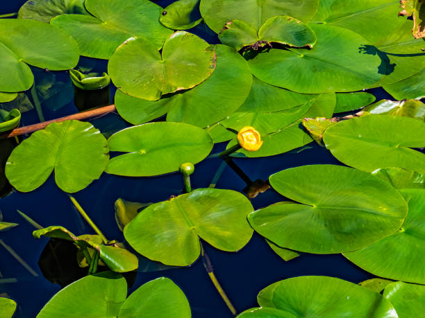 istock Whater lily in a pond 1397407083