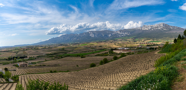 A landscape view of vineyards and mountains in the La Rioja Alavesa region of northern Spain