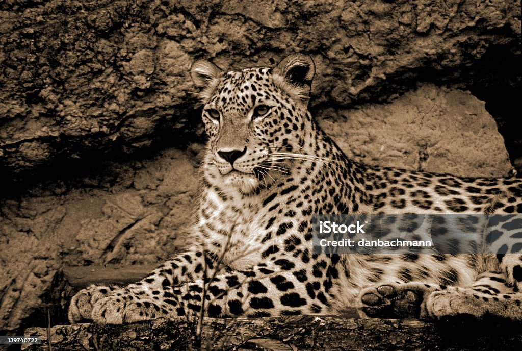 Leopardo en reposo - Foto de stock de Animal libre de derechos