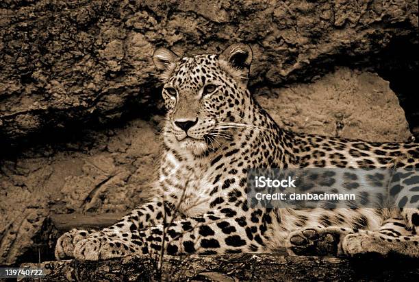 Leopardo En Reposo Foto de stock y más banco de imágenes de Animal - Animal, Blanco - Color, Color negro