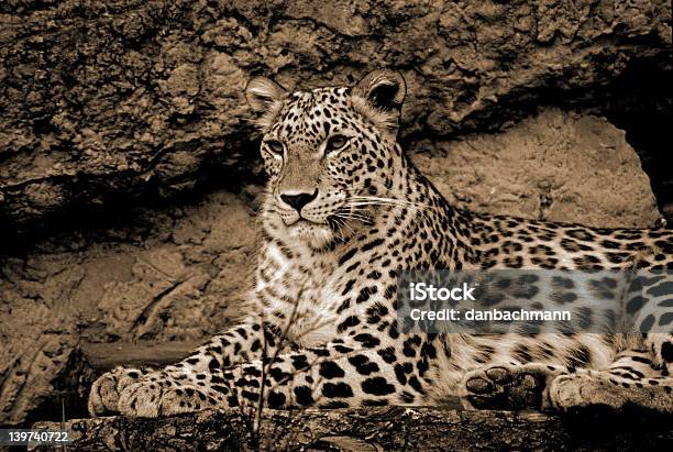 Descansar De Leopardo - Fotografias de stock e mais imagens de Animal - Animal, Branco, Cor preta