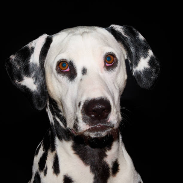 Portrait of a dalmatian dog looking at the camera isolated on a white background