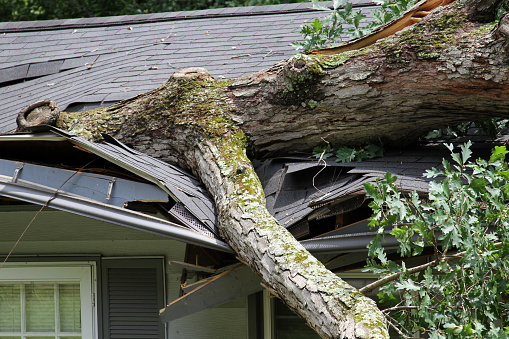 Daños por tormenta, árbol parte un techo photo