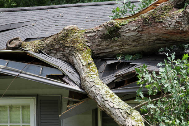 dommages causés par la tempête, un arbre fend un toit - breaking wind photos et images de collection