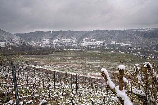 Vinyard at wintertime with snow, Moselle, Germany