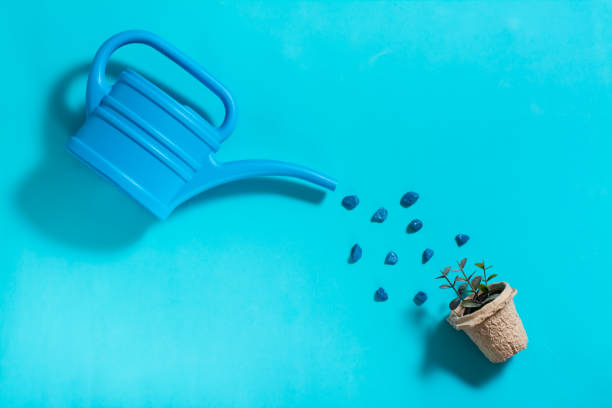 A watering can waters sprouts in a pot on a blue background. Home gardening and plant care concept