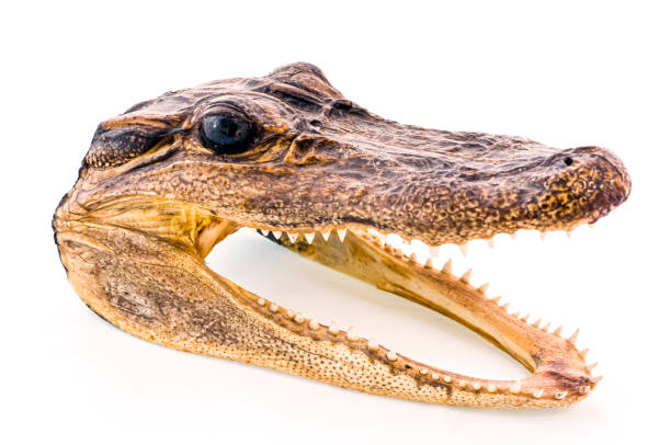 The eerie smile of an alligator is seen in this profile view.