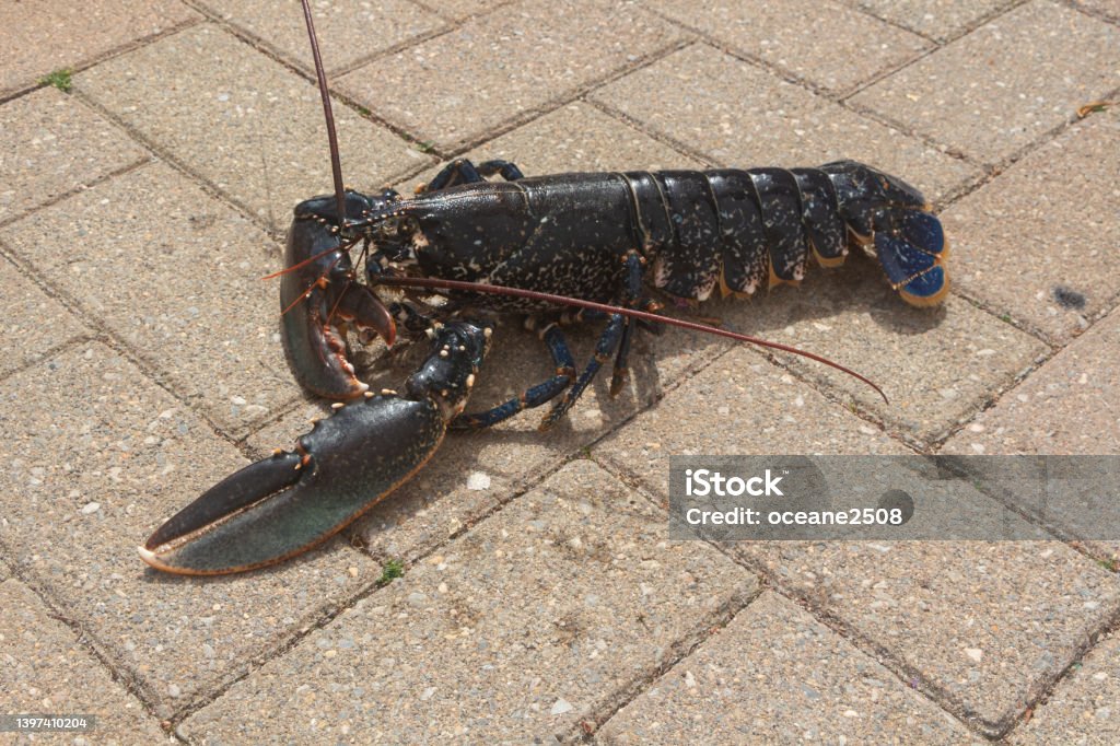 브르타뉴어 살아있는 랍스터 바닷가재에 대한 스톡 사진 및 기타 이미지 - 바닷가재, 파란색, 갈고리 발톱 - iStock