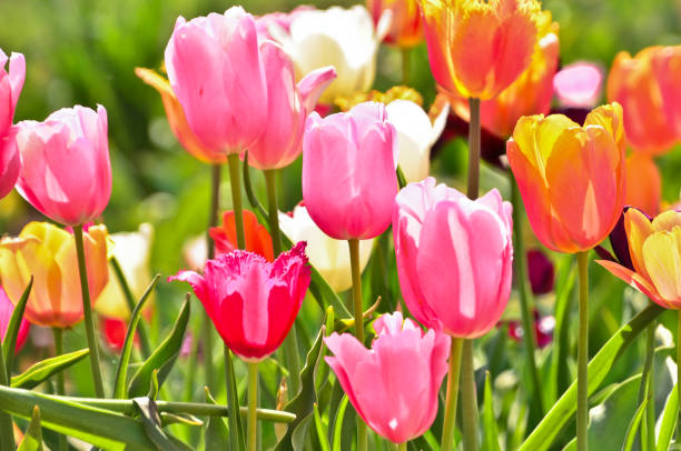 istock many colourful tulips in a field 1397410270