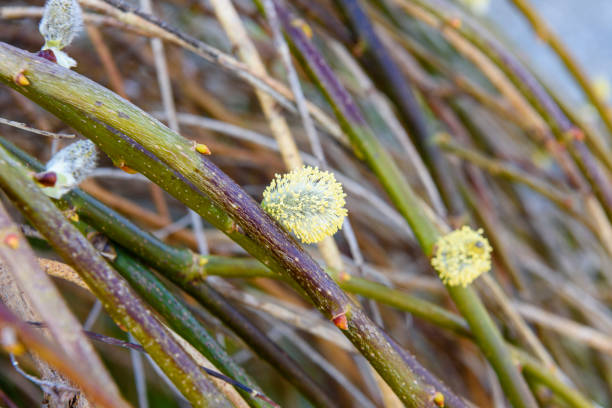 Pussy Willow. Copy space. Spring storytelling.