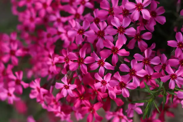 Flowering plant. Carpet of colour during spring .Gardening background. Creeping phlox .Flowering plant. Moss creeping Phlox Subulata. Beautiful pink Moss Phlox Subulata Atropurpurea Blooms.