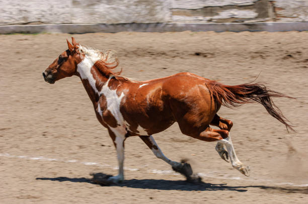 istock Pinto Colored Horse Running in a Mexican Rodeo 1397410575