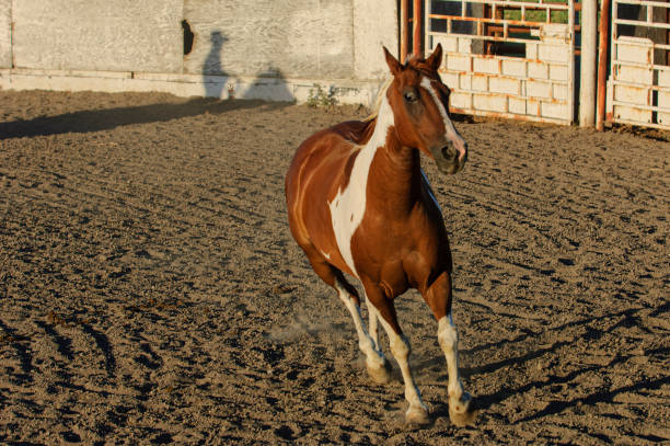 istock Pinto Colored Horse Running in a Mexican Rodeo 1397410580