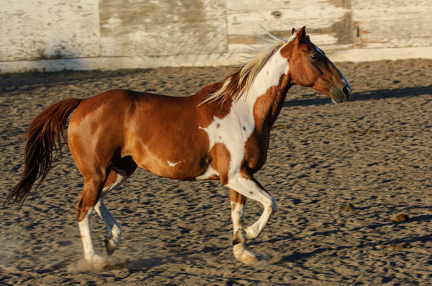 istock Pinto Colored Horse Running in a Mexican Rodeo 1397410582
