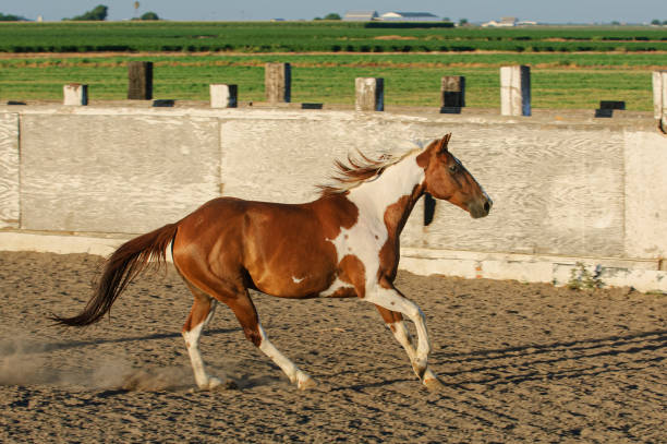 istock Pinto Colored Horse Running in a Mexican Rodeo 1397410585
