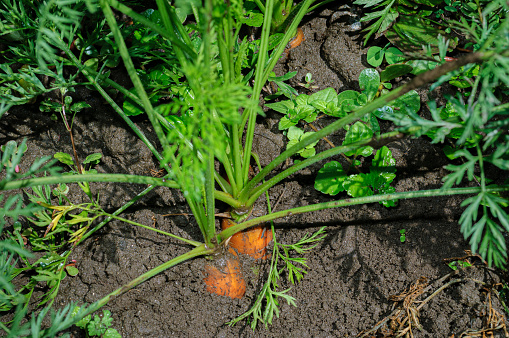 Close-up of organic carrots (Daucus carota ) ready for harvesting\n\nTaken in Santa Cruz, California, USA