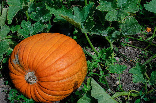 A small, round, orange pumpkin growing on the vine