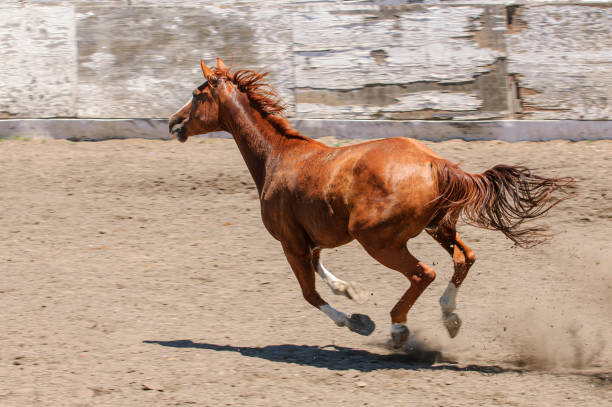 istock Chestnut Colored Horse Running in a Mexican Rodeo 1397410648