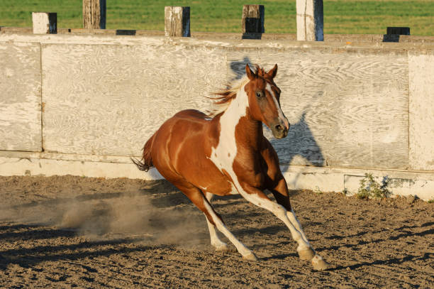 istock Pinto Colored Horse Running in a Mexican Rodeo 1397410672