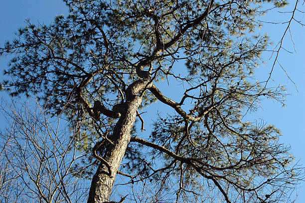 Pine tree tops stock photo