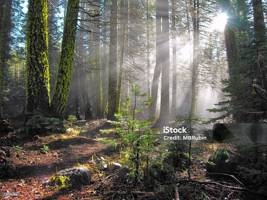 Sun Rays in Forest, Lassen National Park Landscape taken in Lassen National Park Archangel Michael Stock Photo