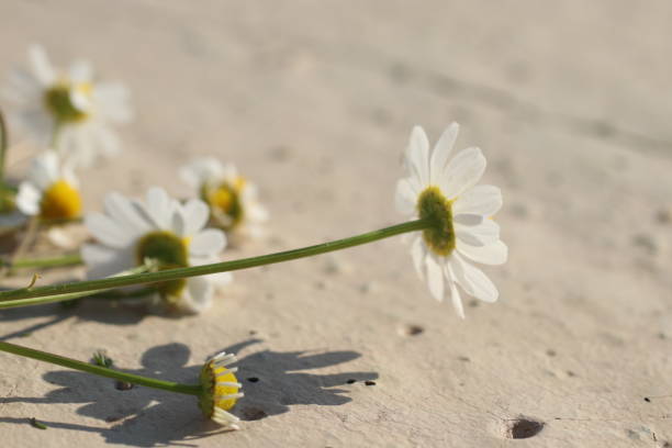 istock Daisy flowers and grass spring macro photo 1397411730