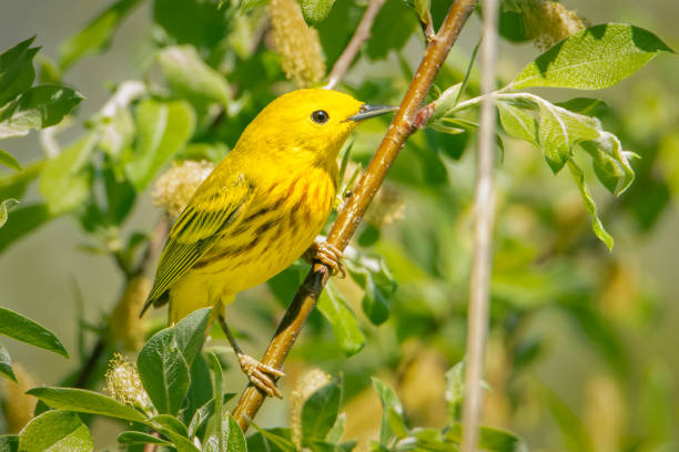 春の早朝、木に腰掛けた小さな黄色いウォーブラー - garden warbler ストックフォトと画像