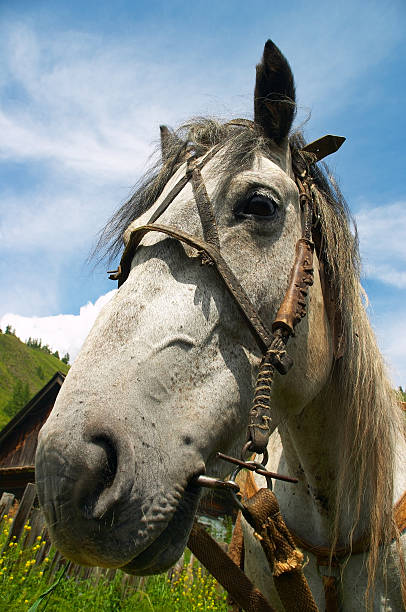 istock Horse portrait-02 139741174