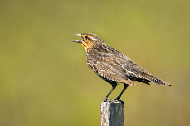 istock Female Red-winged Blackbird singing while perched on a wooden post on an early spring morning 1397411741