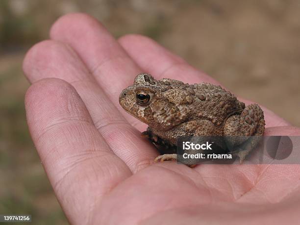 Toad Stock Photo - Download Image Now - Amphibian, Animal, Brown