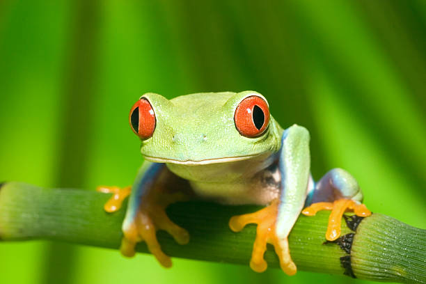 Rainette aux yeux rouges - Photo