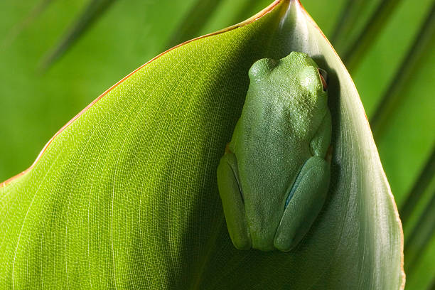 Red Eyed Tree Frog stock photo